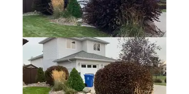 Hedge, Shrub and Garden Maintenance