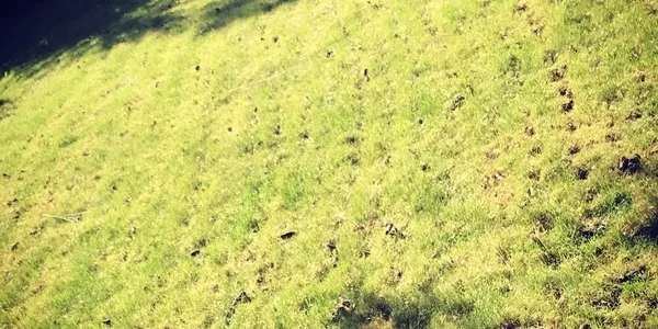 Core Aerations
