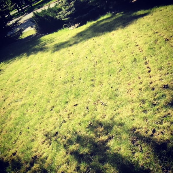 Core Aeration