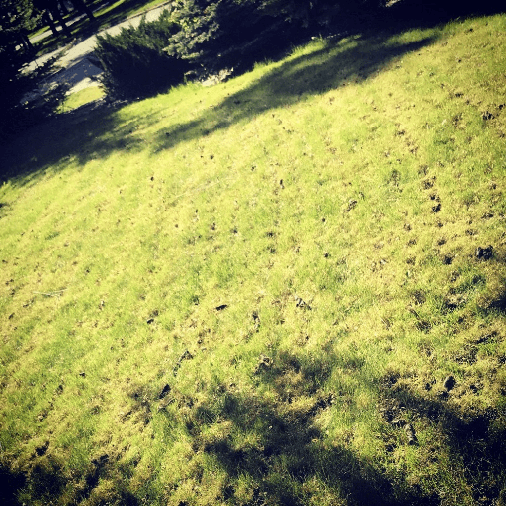 Core Aeration