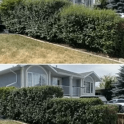 Hedge & Shrub Trimming