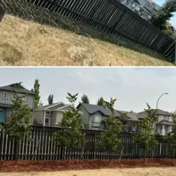 Tree & Shrub Installs