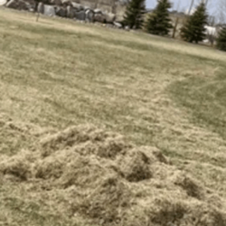 Power Rake / Dethatching