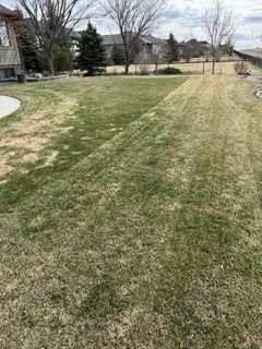 A lawn with patchy green grass