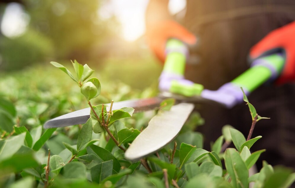 hedge trimming