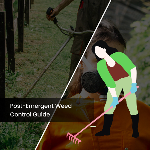 Kill Weeds Not Your Lawn Post Emergent Control Guide 2025
