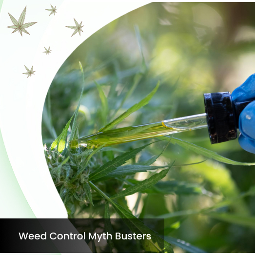 Post Emergent Weed Control Myths You Should Stop Believing