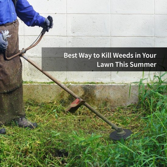 Best Way to Kill Weeds in Your Lawn This Summer