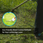 Eco-Friendly Weed Control Methods for Your Lethbridge Lawn