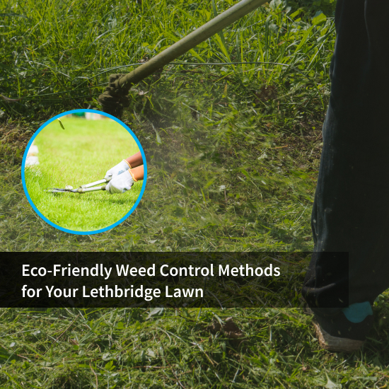 Eco-Friendly Weed Control Methods for Your Lethbridge Lawn