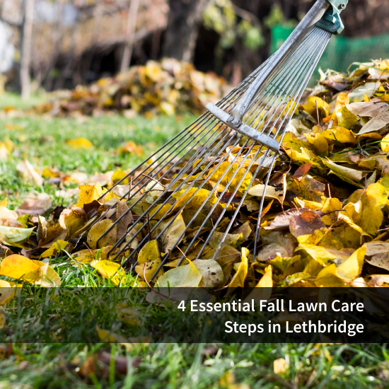 4 Essential Fall Lawn Care Steps in Lethbridge