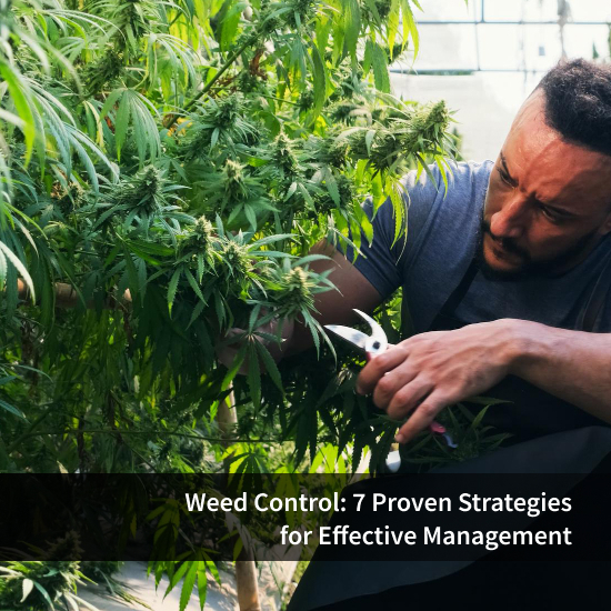 Weed Control: 7 Proven Strategies for Effective Management
