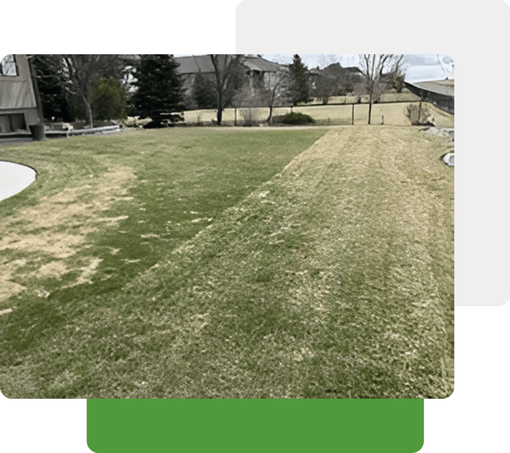 Dethatching and Aeration