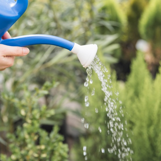 Time of Day to Water Your Lawn