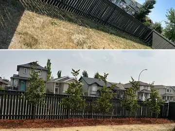 Tree & Shrub Installs