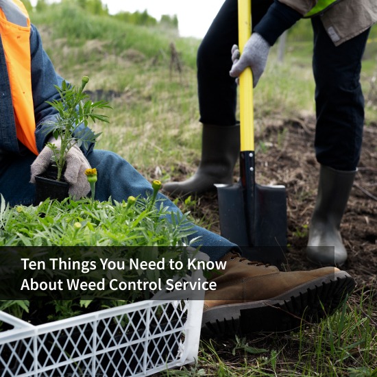 Ten Things You Need to Know About Weed Control Service